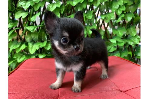 成約済の京都府のチワワ(ロングコート)-83252の4枚目