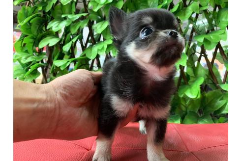 成約済の京都府のチワワ(ロングコート)-83252の3枚目