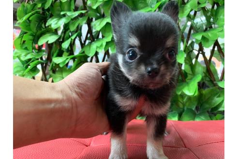 成約済の京都府のチワワ(ロングコート)-83252の2枚目