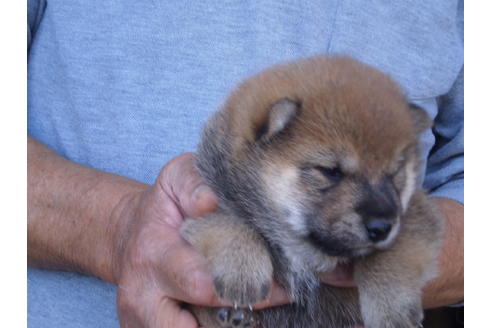 成約済の三重県の柴犬-83265の3枚目