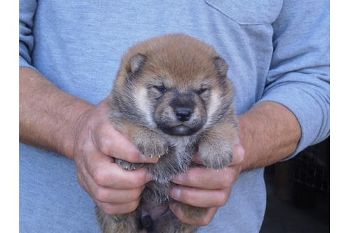 成約済の三重県の柴犬-83265の2枚目