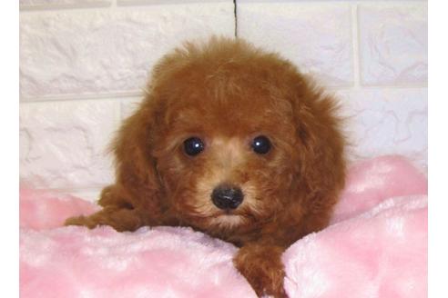 成約済の茨城県のトイプードル-83272の1枚目