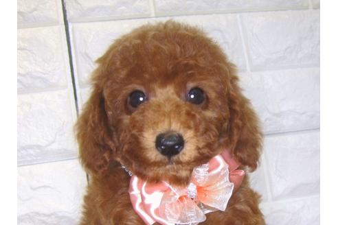 成約済の茨城県のトイプードル-83273の1枚目