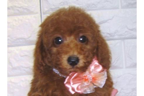 成約済の茨城県のトイプードル-83273の3枚目