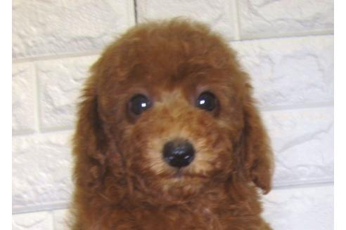 成約済の茨城県のトイプードル-83273の2枚目