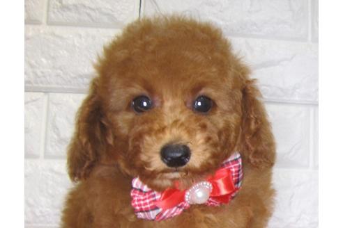 成約済の茨城県のトイプードル-83274の3枚目