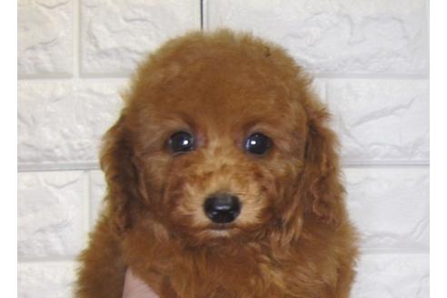 成約済の茨城県のトイプードル-83274の2枚目