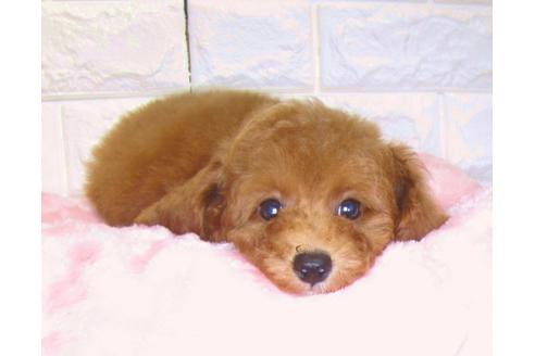 成約済の茨城県のトイプードル-83275