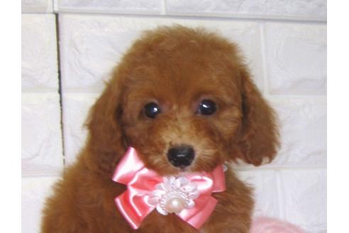 成約済の茨城県のトイプードル-83275の3枚目