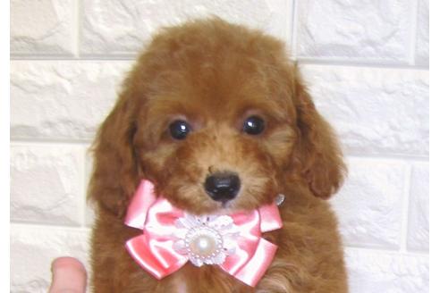 成約済の茨城県のトイプードル-83275の2枚目