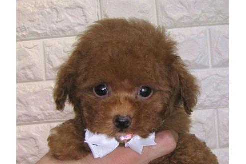 成約済の茨城県のトイプードル-83276