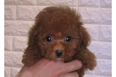 成約済の茨城県のトイプードル-83276の3枚目