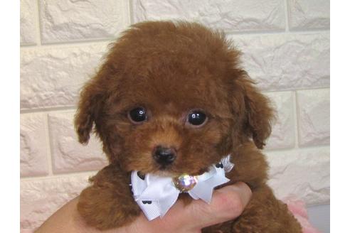 成約済の茨城県のトイプードル-83276の2枚目