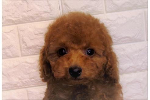 成約済の茨城県のトイプードル-83278