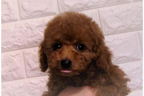 成約済の茨城県のトイプードル-83278の4枚目