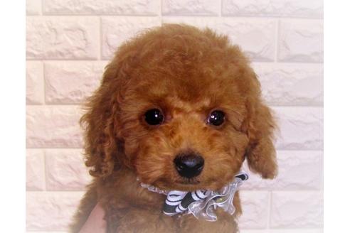 成約済の茨城県のトイプードル-83278の3枚目