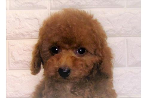 成約済の茨城県のトイプードル-83278の2枚目