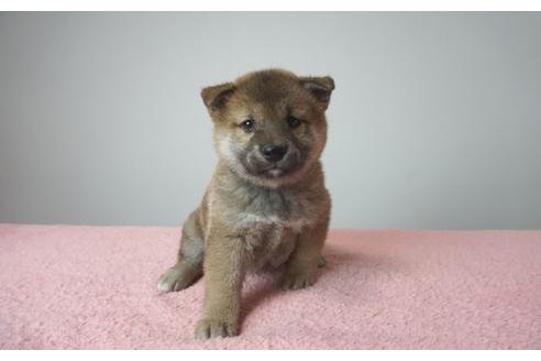 成約済の奈良県の柴犬-83310の1枚目