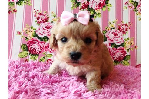 成約済の秋田県のミックス犬-81673の1枚目