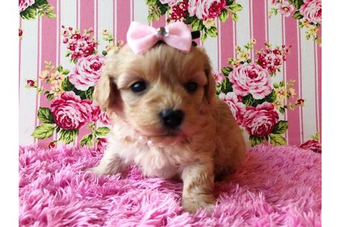 成約済の秋田県のミックス犬-81673の6枚目