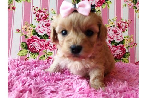 成約済の秋田県のミックス犬-81673の5枚目