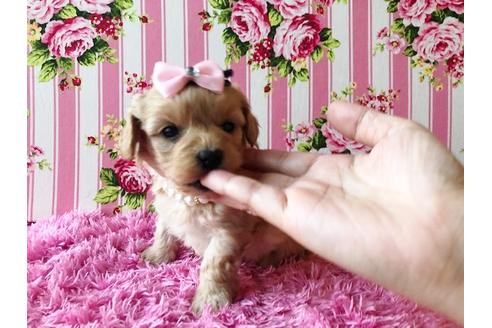 成約済の秋田県のミックス犬-81673の4枚目