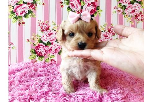 成約済の秋田県のミックス犬-81673の3枚目