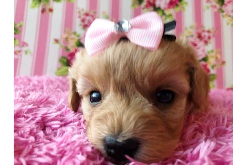 成約済の秋田県のミックス犬-81673の2枚目