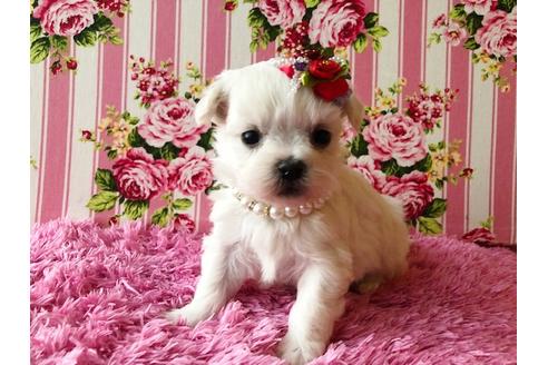 成約済の秋田県のミックス犬-83333の1枚目