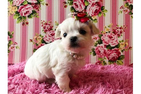 成約済の秋田県のミックス犬-83333の4枚目