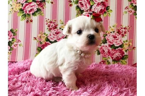 成約済の秋田県のミックス犬-83333の3枚目