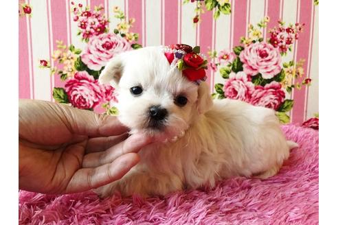 成約済の秋田県のミックス犬-83333の2枚目
