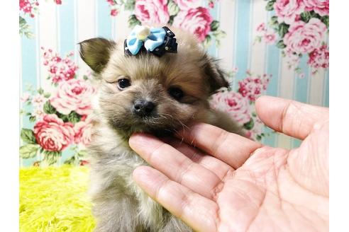 成約済の秋田県のミックス犬-81671の1枚目