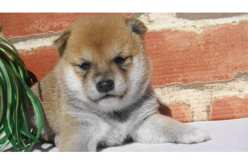 成約済の福岡県の豆柴-81902の1枚目