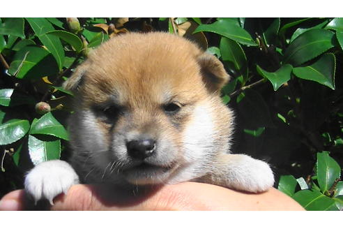 成約済の福岡県の豆柴-81902の3枚目