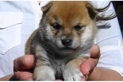 成約済の福岡県の豆柴-81902の2枚目