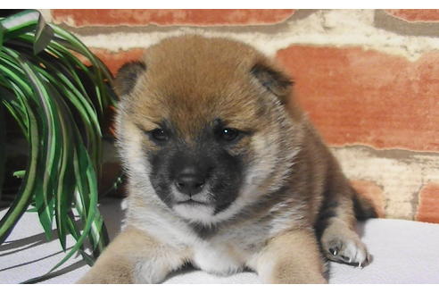 成約済の福岡県の豆柴-81899の8枚目