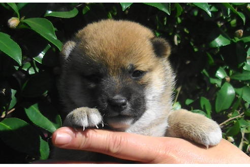 成約済の福岡県の豆柴-81899の7枚目