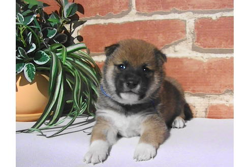 成約済の福岡県の豆柴-81901の1枚目