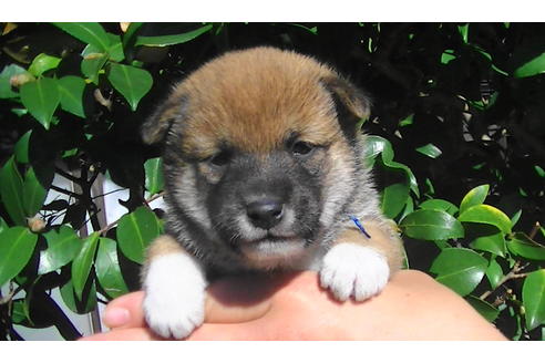 成約済の福岡県の豆柴-81901の3枚目