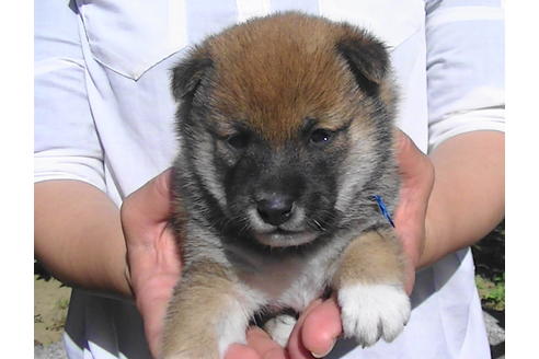 成約済の福岡県の豆柴-81901の2枚目