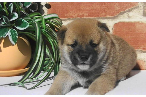 成約済の福岡県の豆柴-81900の1枚目