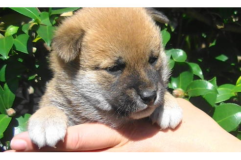 成約済の福岡県の豆柴-81900の3枚目