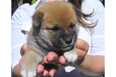 成約済の福岡県の豆柴-81900の2枚目