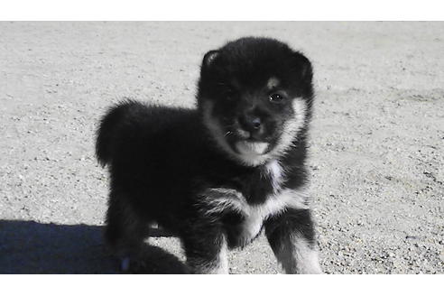 成約済の福岡県の豆柴-81752の4枚目