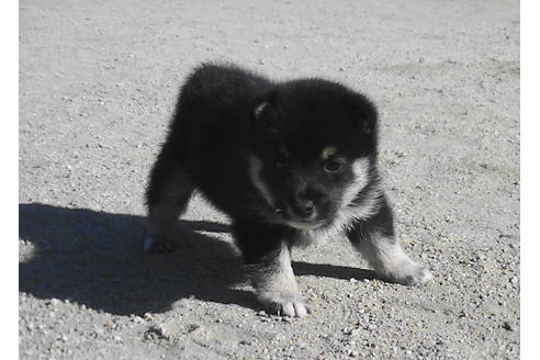 成約済の福岡県の豆柴-81752の1枚目