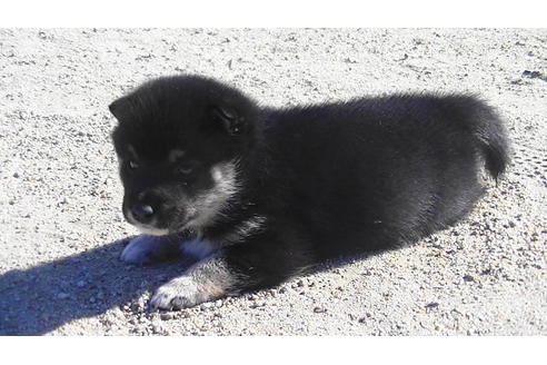 成約済の福岡県の豆柴-81752の3枚目