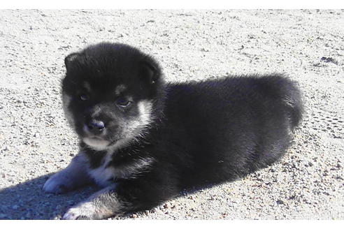 成約済の福岡県の豆柴-81752の2枚目