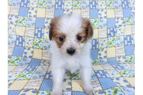 成約済の千葉県のパピヨン-82851の12枚目