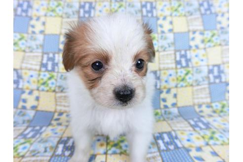 成約済の千葉県のパピヨン-82851の11枚目